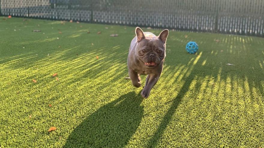 Is Astroturf a Good Idea for Dogs?