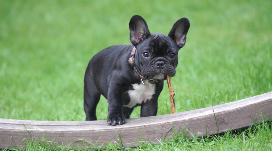 How to Train Your Dog to Pee in One Spot