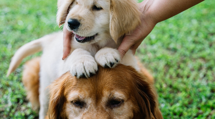 Tips on Socializing Your Dog