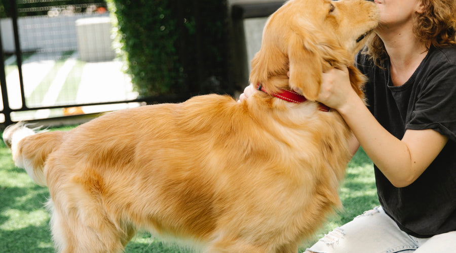 How to Help with your Dog's Separation Anxiety