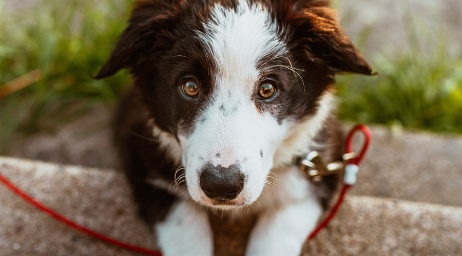 How to Keep your Dog Cool During the Summer