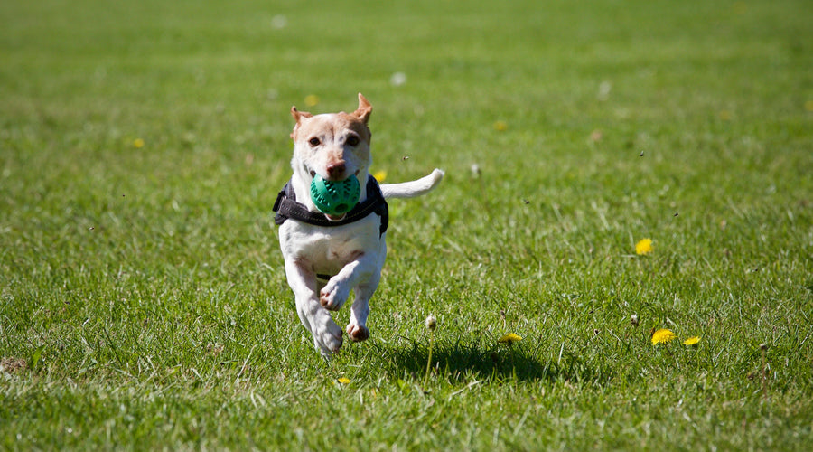 How to Choose a Ground Cover for Dogs