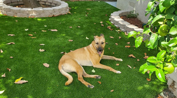 Which Artificial Turf is the Best Option for Your Dogs