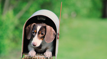 How to Prepare Your Dogs for Inclement Weather