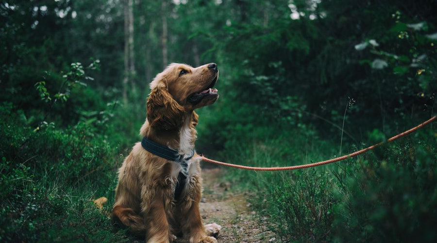 Why Does the Dog Urine Smell Keep Coming Back? (The Real Reason and the Fix)