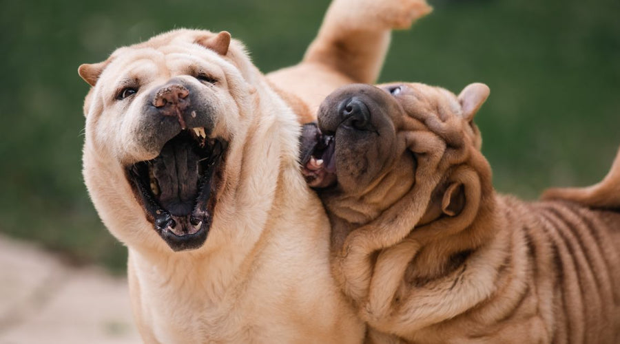 Managing Dog Urine Odor When You Have More Than One Dog