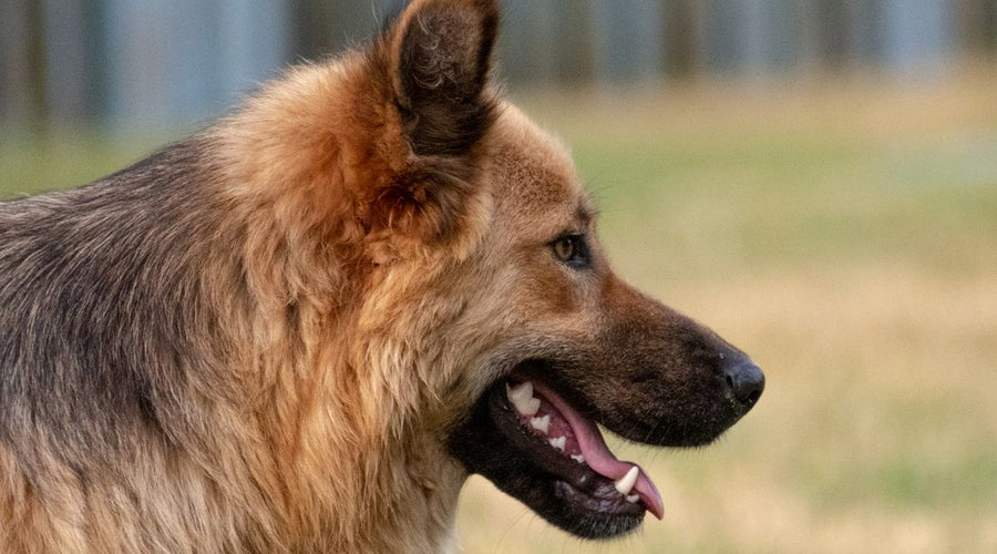 How to Get Rid of Dog Pee Smell on Artificial Turf (For Good)